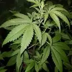 Fast buds C4