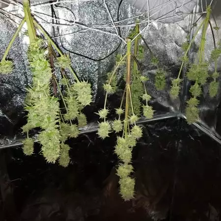 TANGIE'MATIC