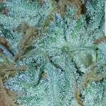 Fast buds west coast og