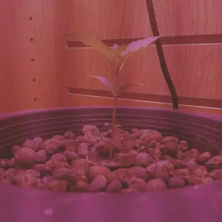 Colorado Cookies Auto