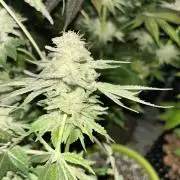 Sensi super skunk and sweet cherry kush