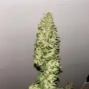 Auto frozen biscotti