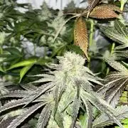 Sensi super skunk and sweet cherry kush