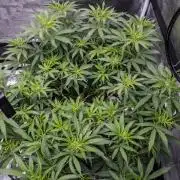 Blueberry Muffin - Humboldt Seed Company