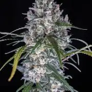 Jet Fuel Gelato Auto by Ganjafarmer