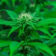 Black Cherry Gushers