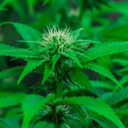 Black Cherry Gushers