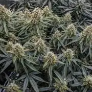 Papaya Cookies from Fastbuds
