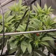 Jelly Donutz by Humboldt Seed Company