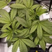 Cherry Bacio - Sensi x Sherbinski