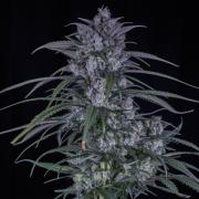 Strawberry Gorilla from Fastbuds