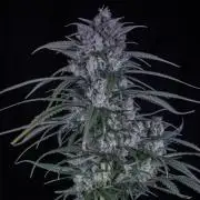 Strawberry Gorilla from Fastbuds