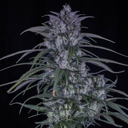 Strawberry Gorilla from Fastbuds