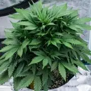Papaya Cookies from Fastbuds