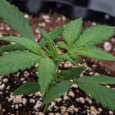 😈 Dark Devil Auto (Sweet Seeds)