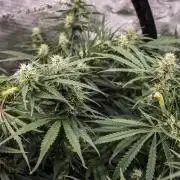 Pineapple Sunrise Auto by Ganjafarmer