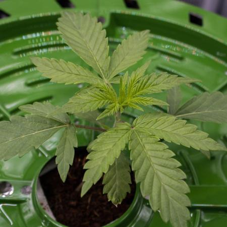 Jelly Donutz by Humboldt Seed Company