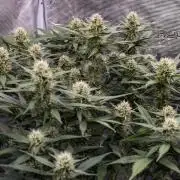 Papaya Cookies from Fastbuds