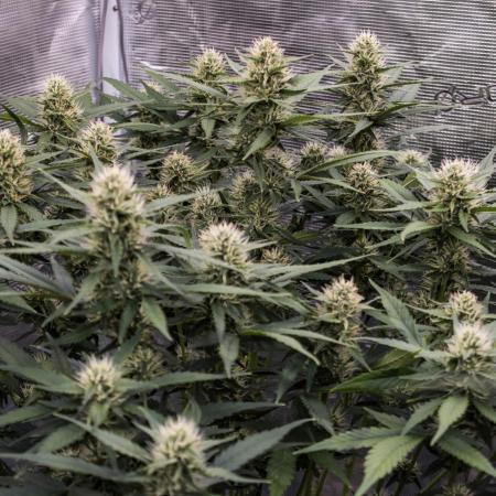 Papaya Cookies from Fastbuds