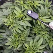 Cherry Bacio - Sensi x Sherbinski
