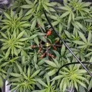 Blueberry Muffin - Humboldt Seed Company