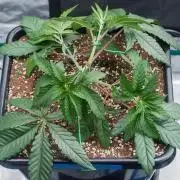 Black Cherry Gushers