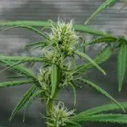 😈 Dark Devil Auto (Sweet Seeds)