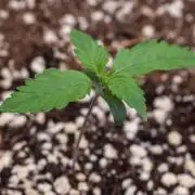Papaya Cookies from Fastbuds