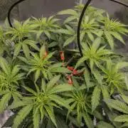 Blueberry Muffin - Humboldt Seed Company