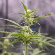 Pineapple Sunrise Auto by Ganjafarmer