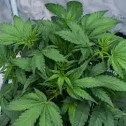 🥊 Banana Purple Punch Auto (Fastbuds)
