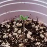 Black Cherry Gushers