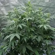 😈 Dark Devil Auto (Sweet Seeds)