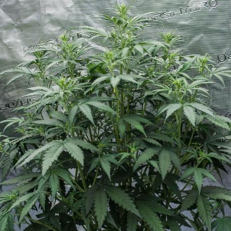 😈 Dark Devil Auto (Sweet Seeds)