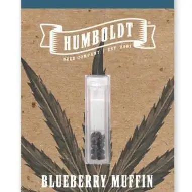 Blueberry Muffin - Humboldt Seed Company