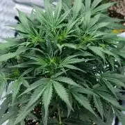 Jet Fuel Gelato Auto by Ganjafarmer