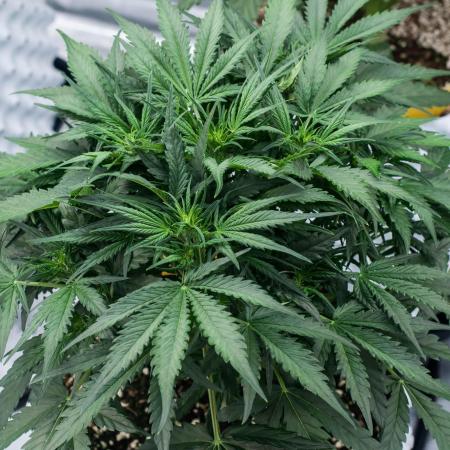Jet Fuel Gelato Auto by Ganjafarmer
