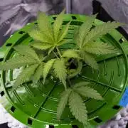 Jelly Donutz by Humboldt Seed Company