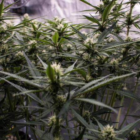 Strawberry Gorilla from Fastbuds