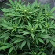 Papaya Cookies from Fastbuds