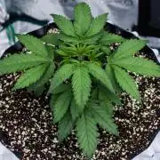 🥊 Banana Purple Punch Auto (Fastbuds)