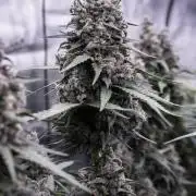 🥊 Banana Purple Punch Auto (Fastbuds)