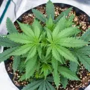 Pineapple Sunrise Auto by Ganjafarmer