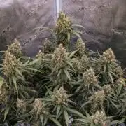 Jet Fuel Gelato Auto by Ganjafarmer