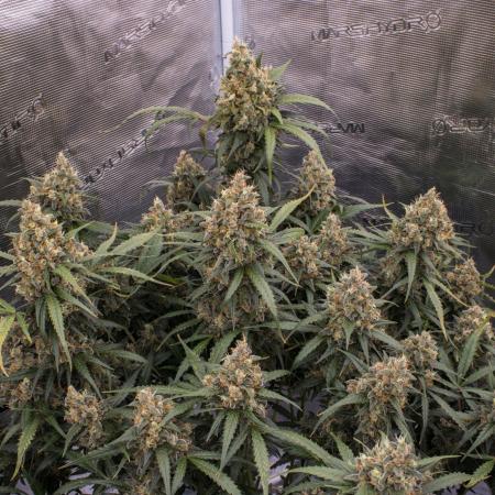 Jet Fuel Gelato Auto by Ganjafarmer