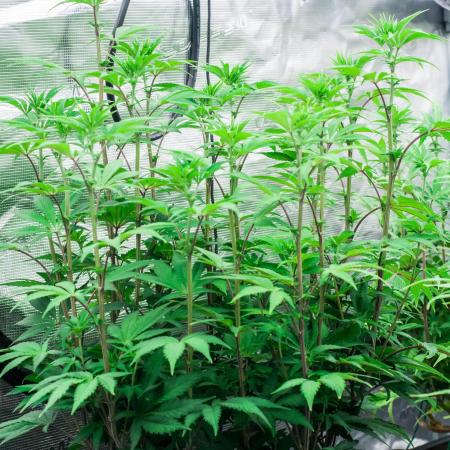 Black Cherry Gushers