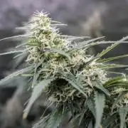 Pineapple Sunrise Auto by Ganjafarmer