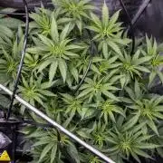 Jelly Donutz by Humboldt Seed Company