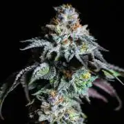 Jelly Breath S1
