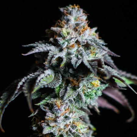 Jelly Breath S1
